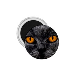 Cat Eyes Background Image Hypnosis 1 75  Magnets by BangZart