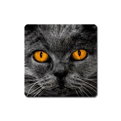 Cat Eyes Background Image Hypnosis Square Magnet by BangZart