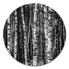 Birch Forest Trees Wood Natural Magnet 5  (round) by BangZart