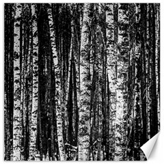 Birch Forest Trees Wood Natural Canvas 12  X 12   by BangZart