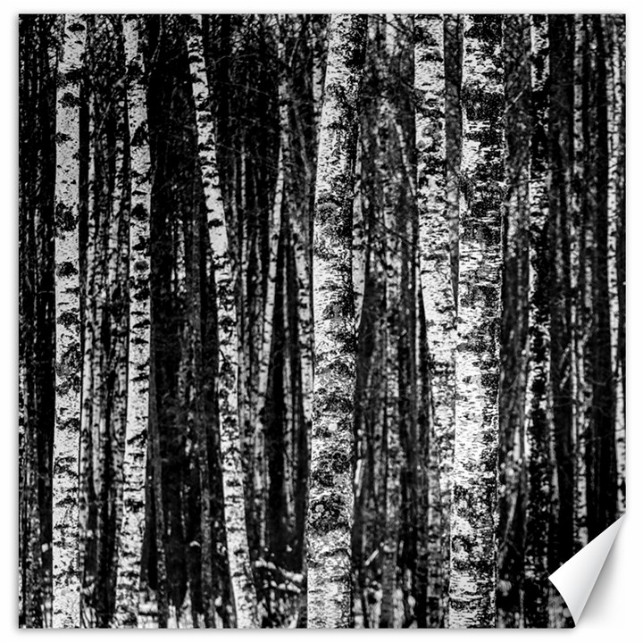 Birch Forest Trees Wood Natural Canvas 20  x 20  