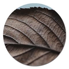 Leaf Veins Nerves Macro Closeup Magnet 5  (round) by BangZart