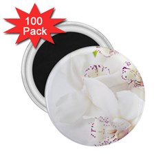 Orchids Flowers White Background 2 25  Magnets (100 Pack)  by BangZart