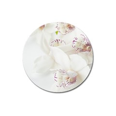 Orchids Flowers White Background Magnet 3  (round) by BangZart