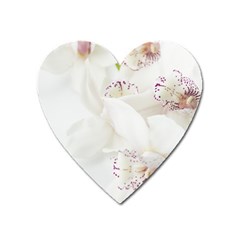 Orchids Flowers White Background Heart Magnet by BangZart