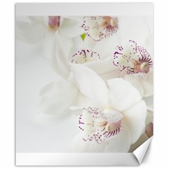 Orchids Flowers White Background Canvas 20  X 24   by BangZart