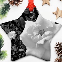 White Rose Black Back Ground Greenery ! Ornament (star) by CreatedByMeVictoriaB