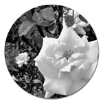 white rose black back ground greenery ! Magnet 5  (Round) Front