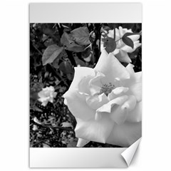 White Rose Black Back Ground Greenery ! Canvas 12  X 18   by CreatedByMeVictoriaB