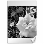 white rose black back ground greenery ! Canvas 12  x 18   11.88 x17.36  Canvas - 1