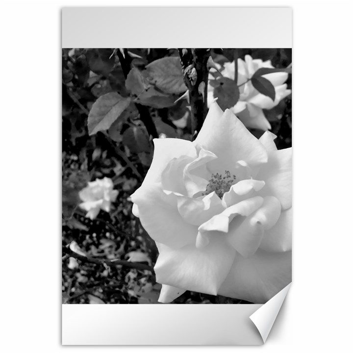 white rose black back ground greenery ! Canvas 12  x 18  