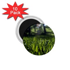 Green Grass Field 1 75  Magnets (10 Pack) 