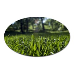 Green Grass Field Oval Magnet by paulaoliveiradesign