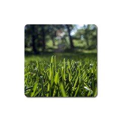 Green Grass Field Square Magnet