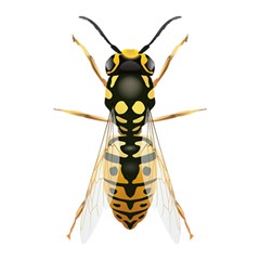 Wasp Shower Curtain 48  X 72  (small)  by BangZart