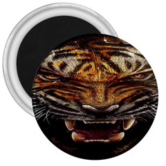 Tiger Face 3  Magnets by BangZart