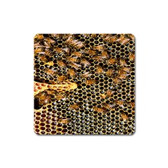 Queen Cup Honeycomb Honey Bee Square Magnet by BangZart