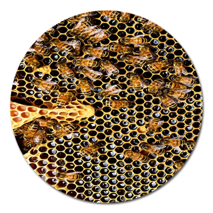 Queen Cup Honeycomb Honey Bee Magnet 5  (Round)