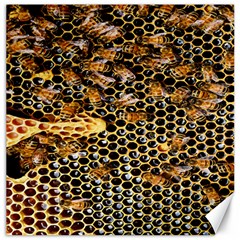 Queen Cup Honeycomb Honey Bee Canvas 12  X 12   by BangZart