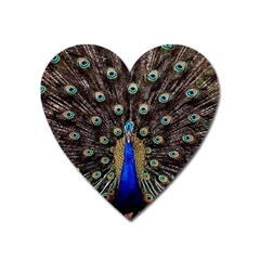 Peacock Heart Magnet by BangZart