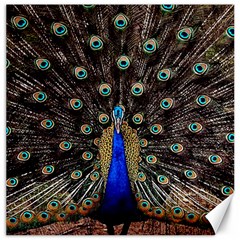 Peacock Canvas 12  X 12   by BangZart