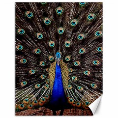 Peacock Canvas 12  X 16   by BangZart