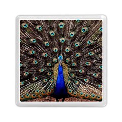 Peacock Memory Card Reader (square)  by BangZart