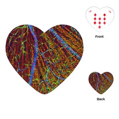 Neurobiology Playing Cards (heart)  by BangZart