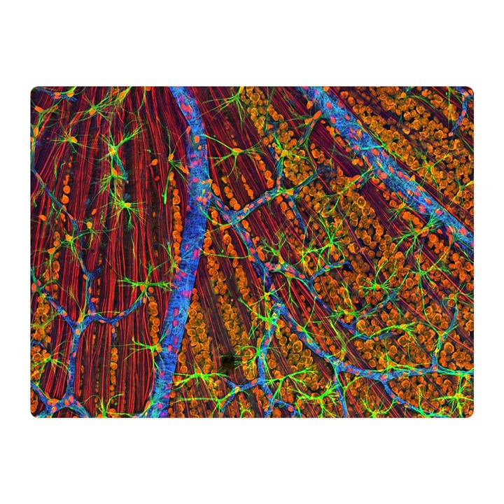 Neurobiology Double Sided Flano Blanket (Mini) 