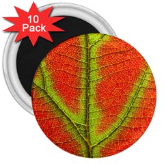 Nature Leaves 3  Magnets (10 Pack)  by BangZart