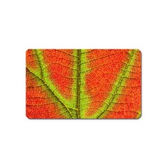 Nature Leaves Magnet (name Card) by BangZart