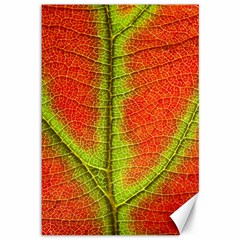 Nature Leaves Canvas 12  X 18   by BangZart