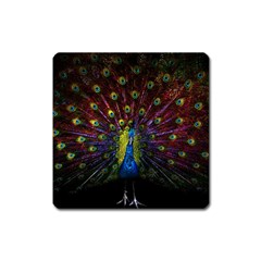 Beautiful Peacock Feather Square Magnet by BangZart