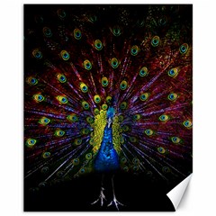 Beautiful Peacock Feather Canvas 11  X 14   by BangZart