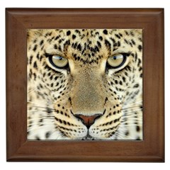 Leopard Face Framed Tiles