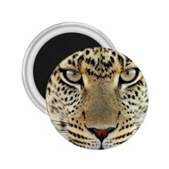 Leopard Face 2 25  Magnets