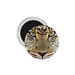 Leopard Face 1 75  Magnets