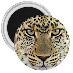 Leopard Face 3  Magnets