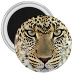 Leopard Face 3  Magnets Front