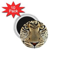 Leopard Face 1 75  Magnets (10 Pack)  by BangZart