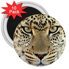 Leopard Face 3  Magnets (10 Pack) 