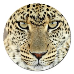 Leopard Face Magnet 5  (round) by BangZart