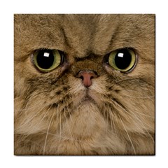 Cute Persian Catface In Closeup Tile Coasters by BangZart