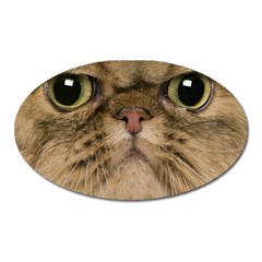 Cute Persian Catface In Closeup Oval Magnet by BangZart