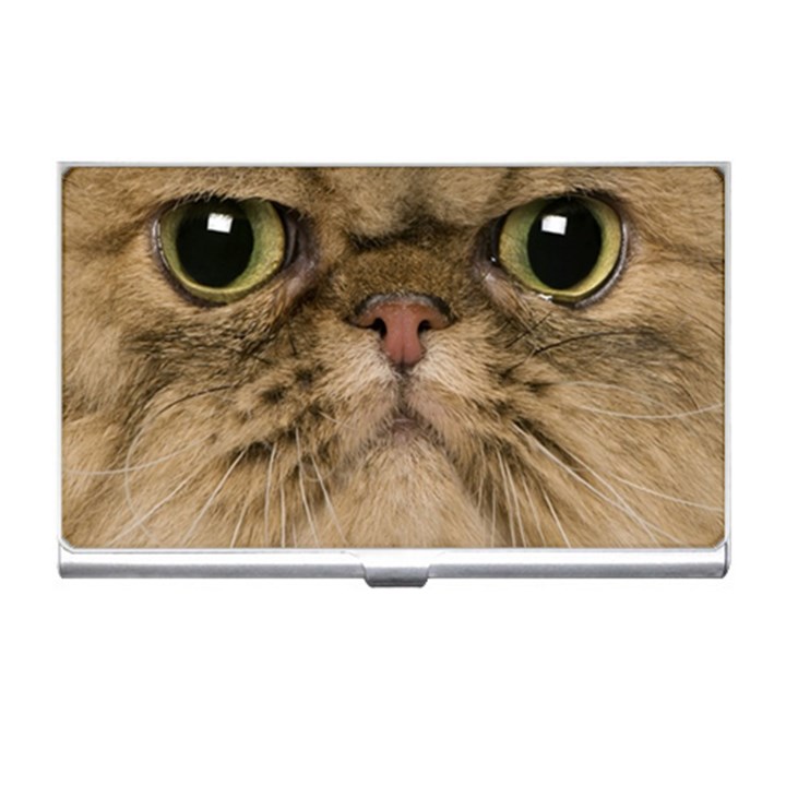 Cute Persian Catface In Closeup Business Card Holders