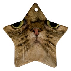 Cute Persian Catface In Closeup Star Ornament (two Sides) by BangZart