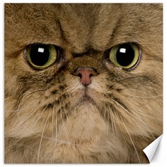 Cute Persian Catface In Closeup Canvas 16  X 16   by BangZart