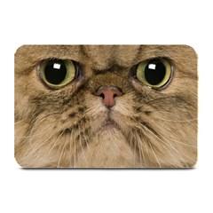 Cute Persian Catface In Closeup Plate Mats by BangZart