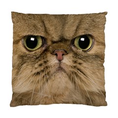 Cute Persian Catface In Closeup Standard Cushion Case (two Sides) by BangZart