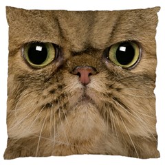 Cute Persian Catface In Closeup Large Cushion Case (two Sides) by BangZart